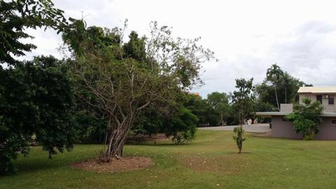 Corner of Art Center at Frog Hollow Darwin